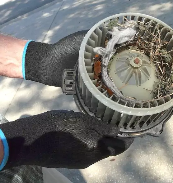 About Air Duct Rat Removal in Sarasota, FL